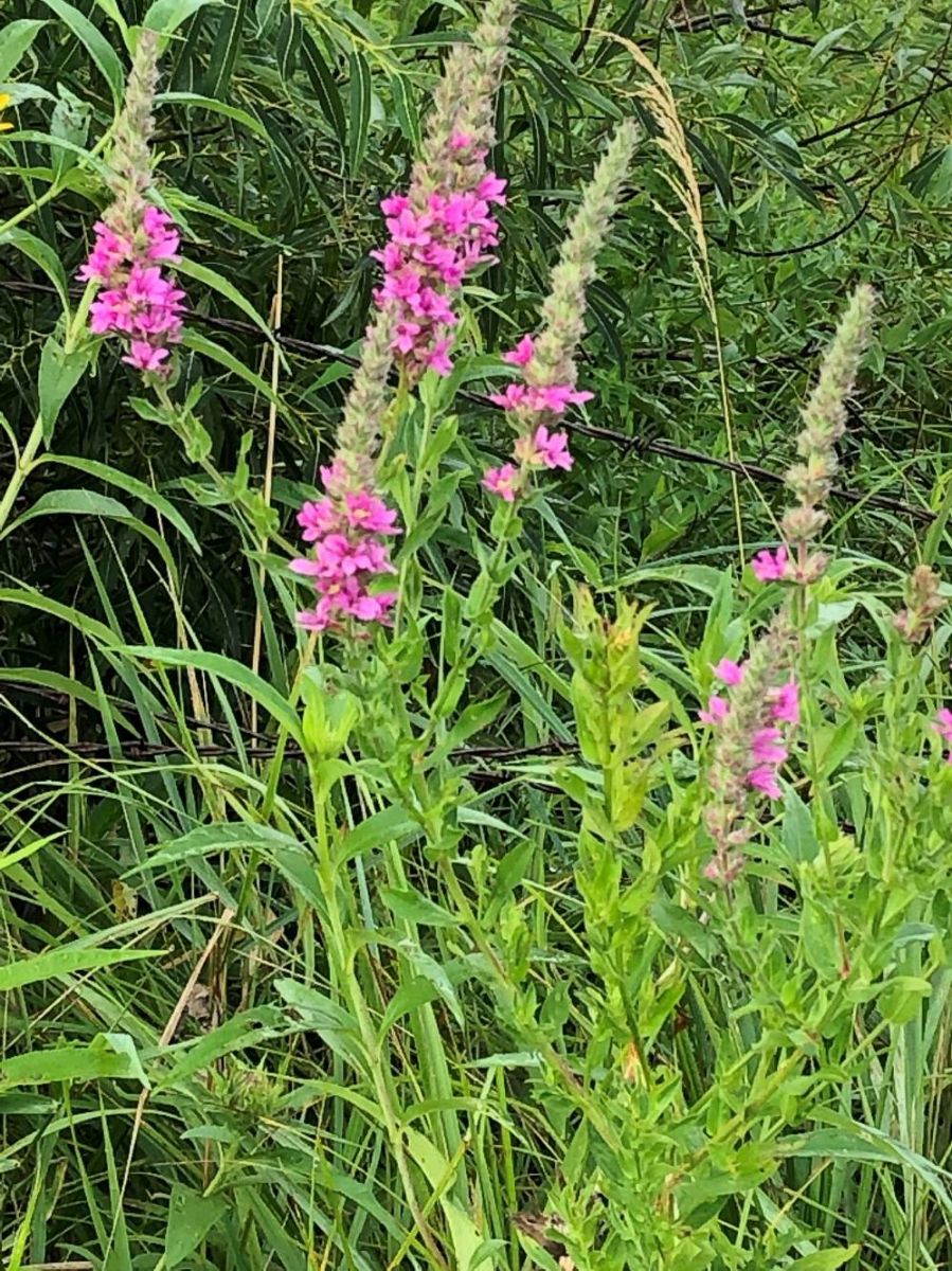 Purple Loosestrife